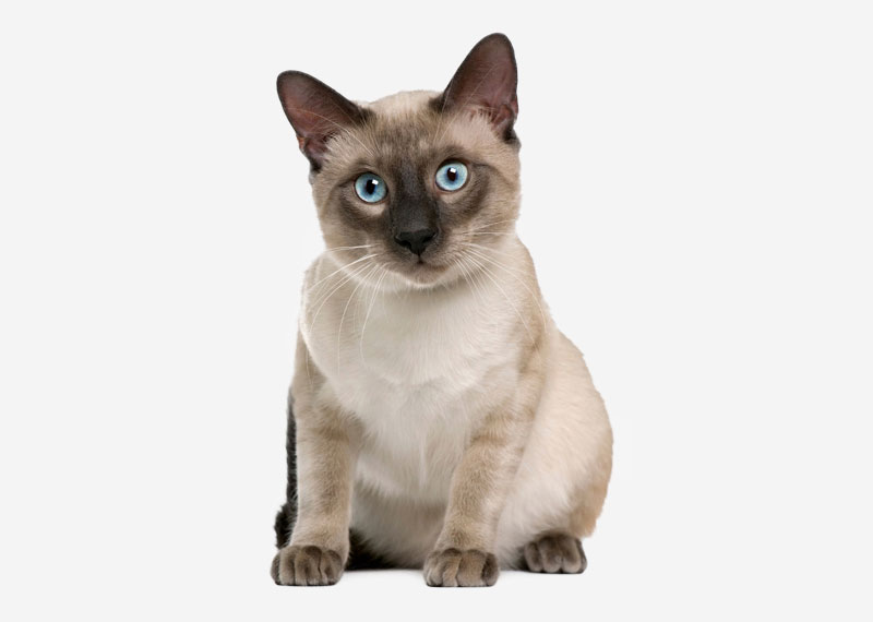 tonkinese