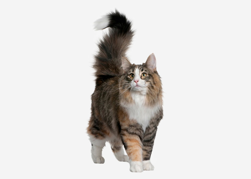 Europetnet - Norwegian Forest Cat