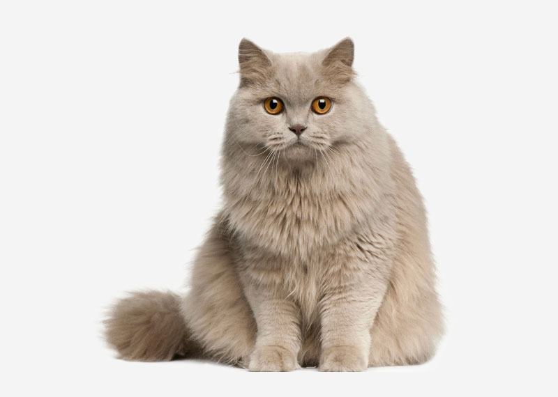 british longhair cat