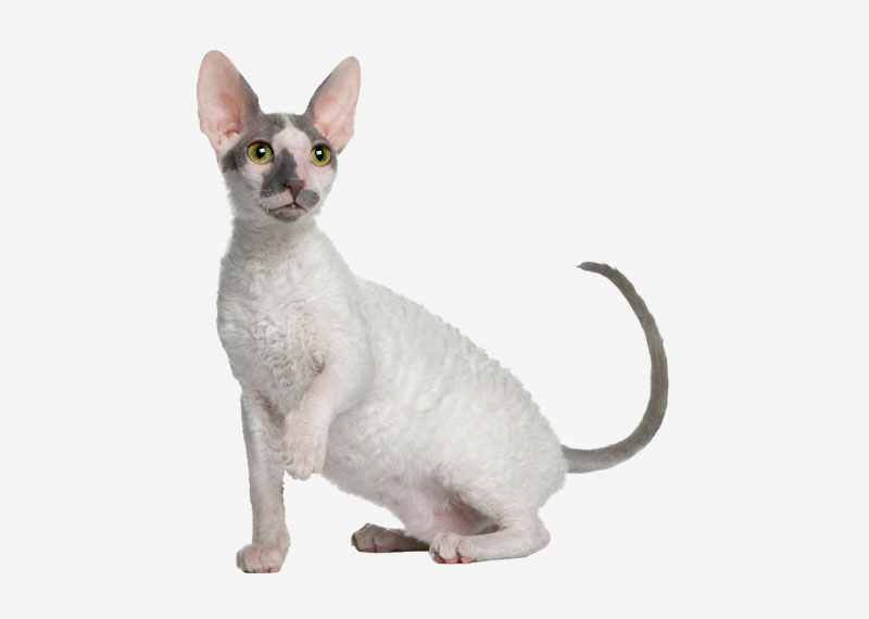 Cornish Rex