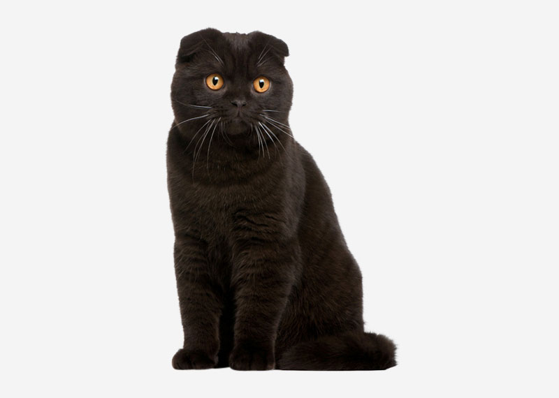 Scottish Fold