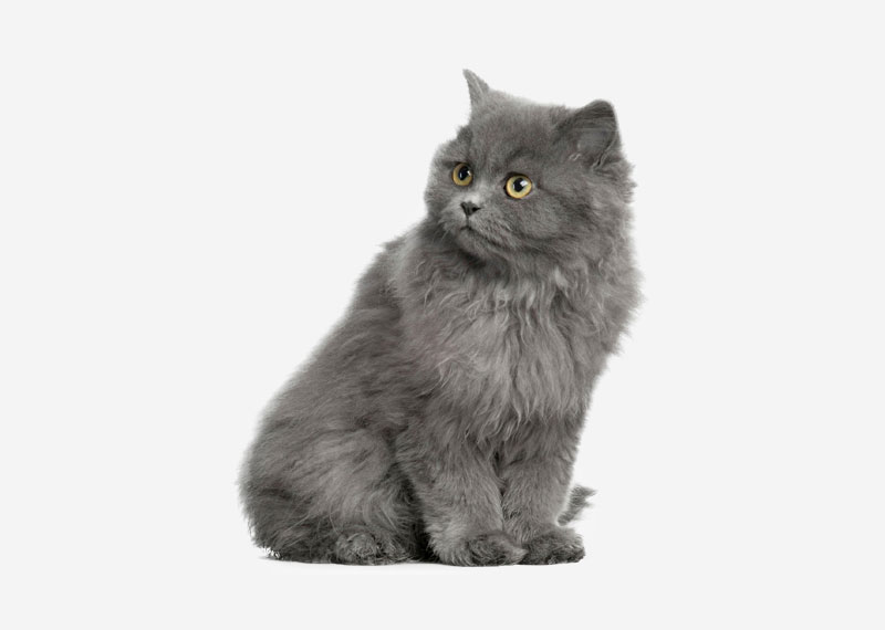 British Semi-longhair