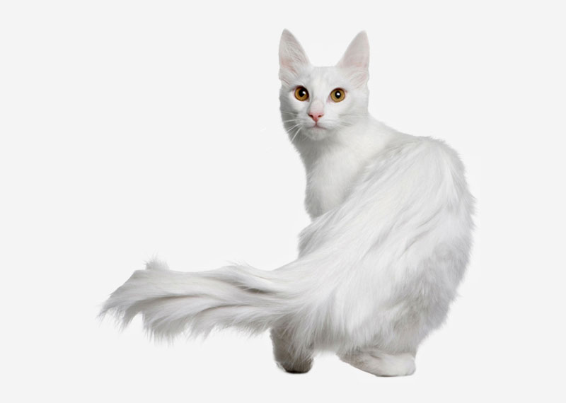 Turkish Angora