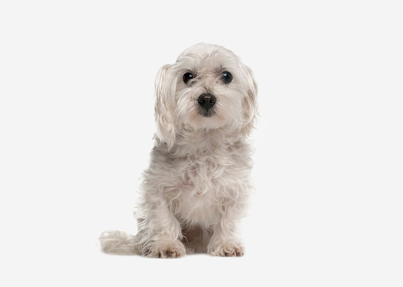 Maltese