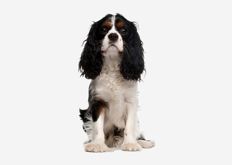 Cavalier King Charles Spaniel