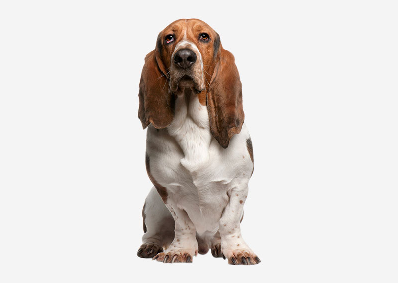 Basset Hound