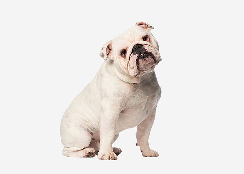 Olde English Bulldogge