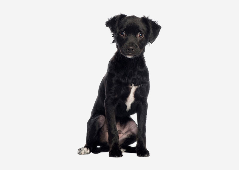 Patterdale Terrier