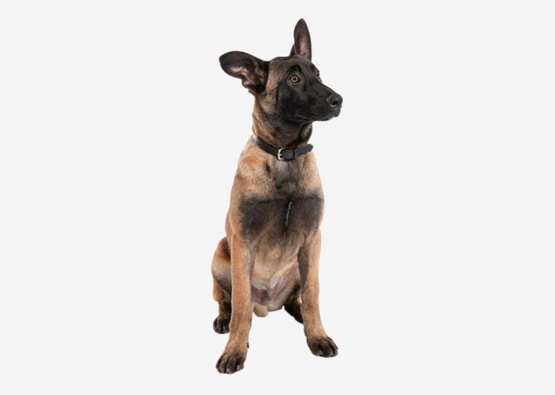 Belgian Shepherd Dog (Malinois)