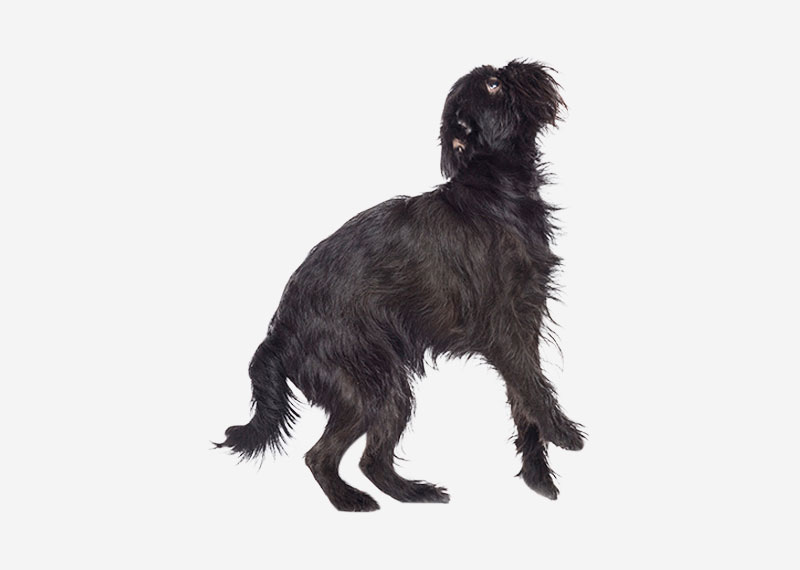 Affenpinscher