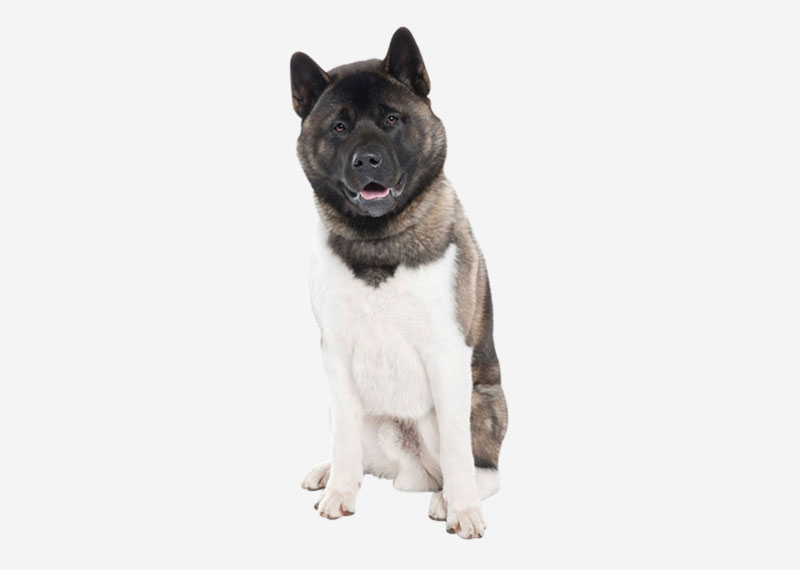 Akita Inu