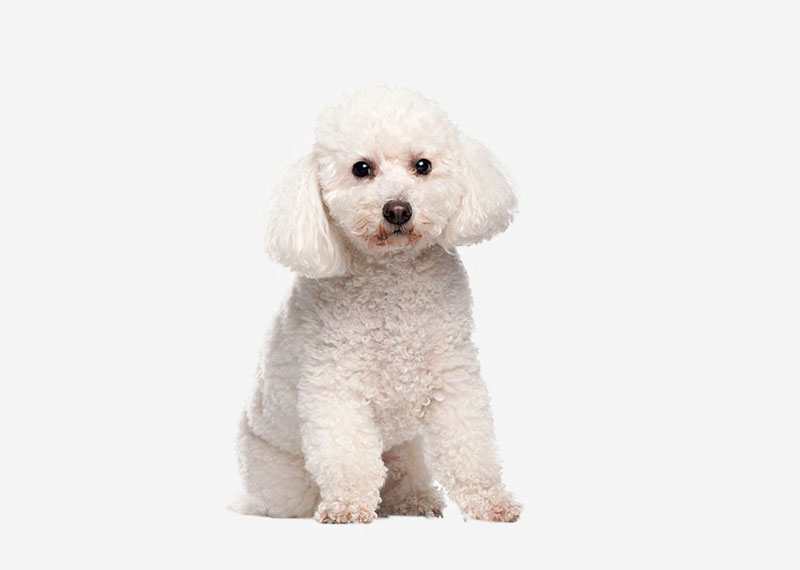 Bichon Frisé