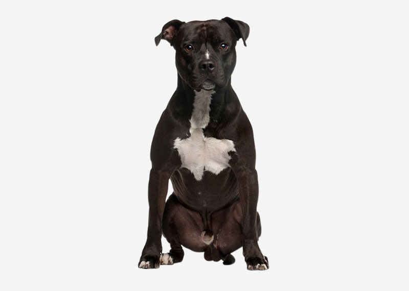 American Staffordshire Terrier