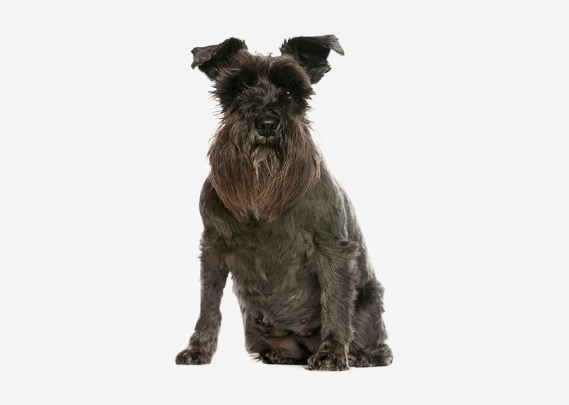 Miniature Schnauzer