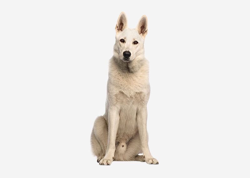 White Shepherd