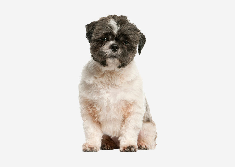 Shih Tzu