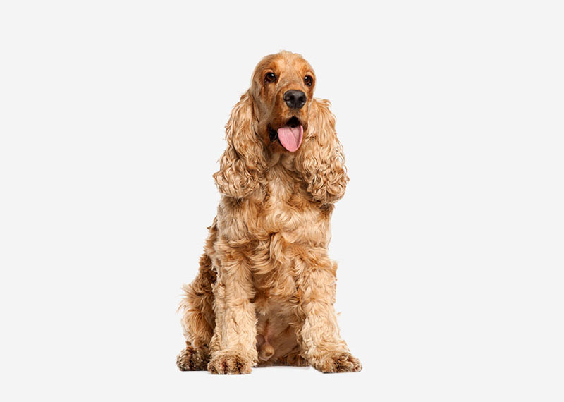 English Cocker Spaniel