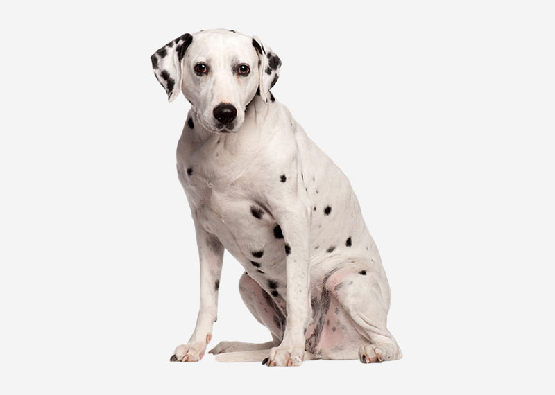 Dalmatian