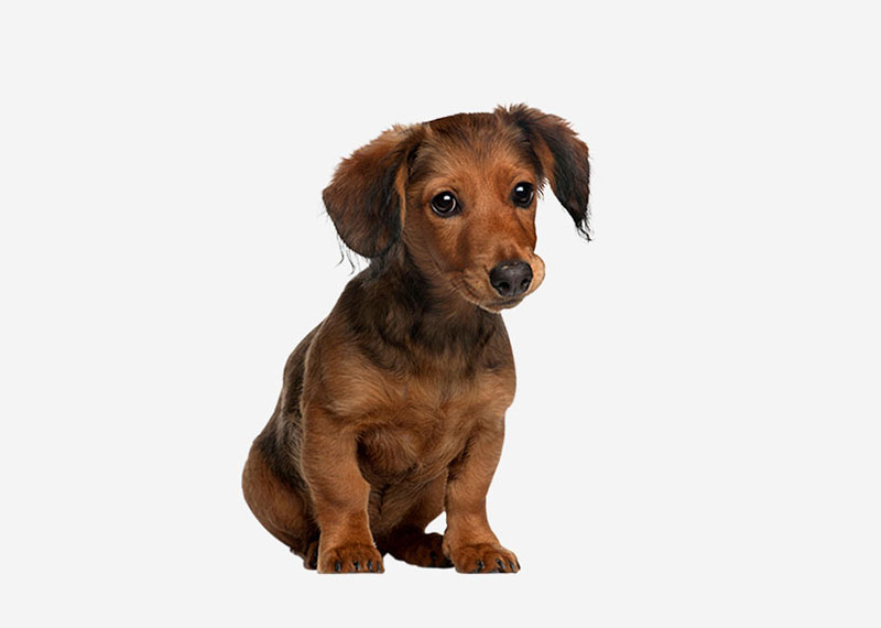 Dachshund