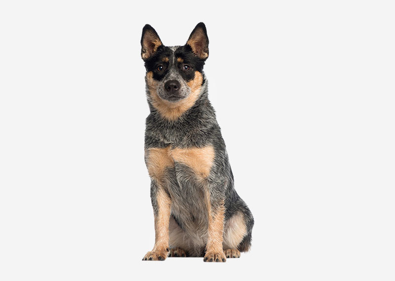 Australian Cattle Dog