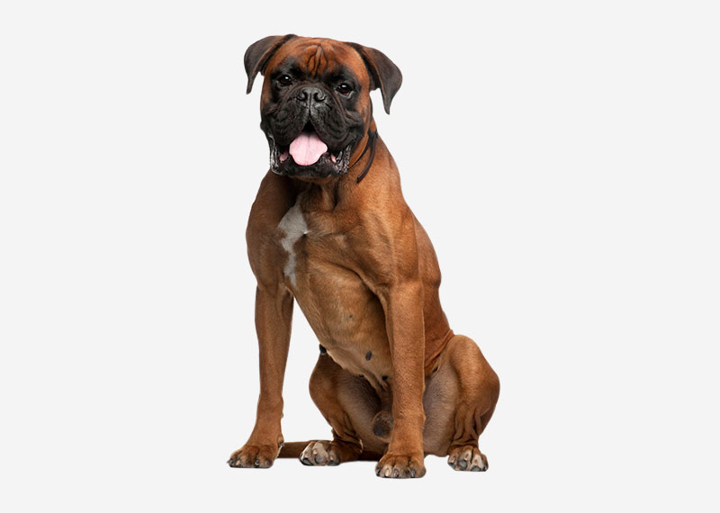 Bullmastiff