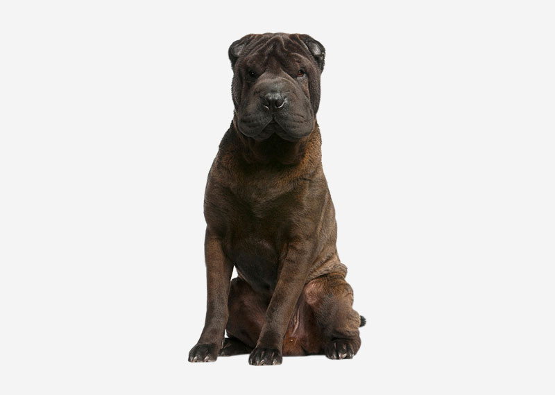 Shar Pei