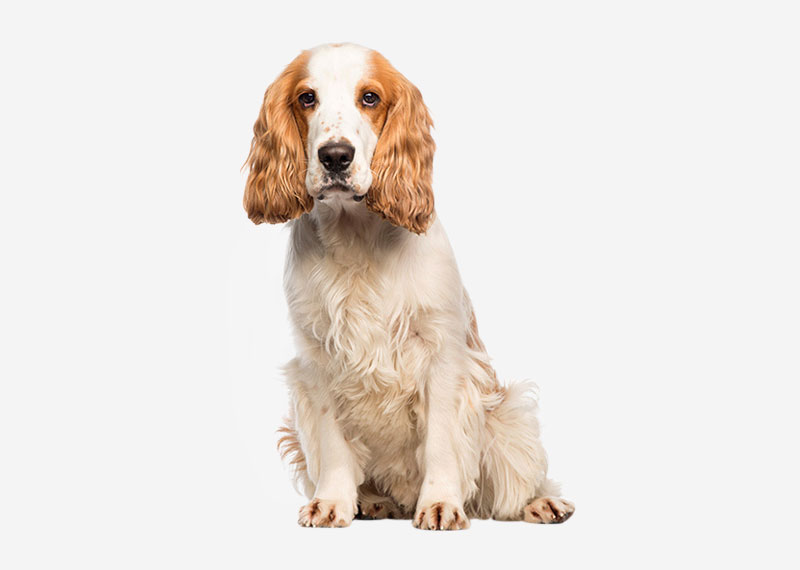 orange and white english cocker spaniel