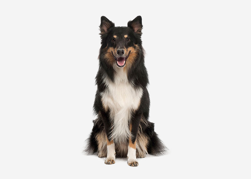 Shetland Sheepdog