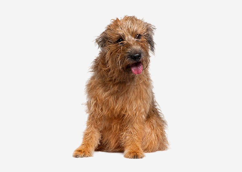 Glen of Imaal Terrier