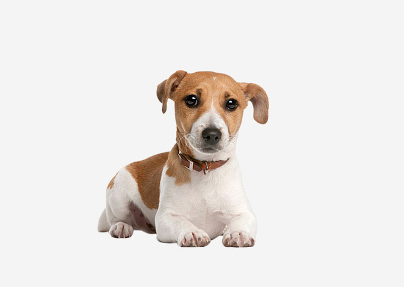 Jack Russell Terrier