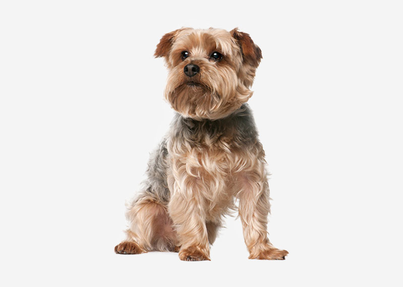 Australian Silky Terrier