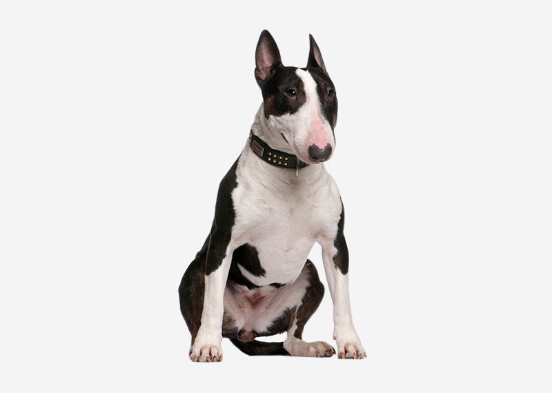 Bull Terrier