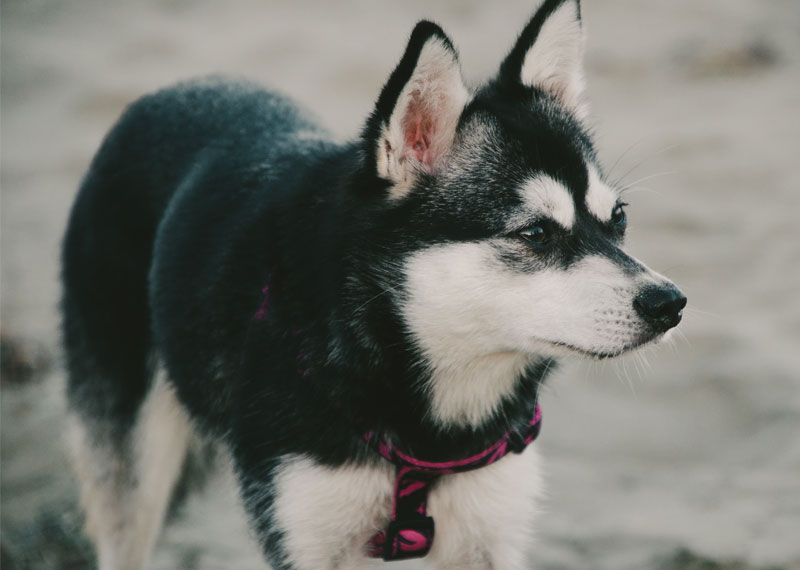 Alaskan Klee Kai