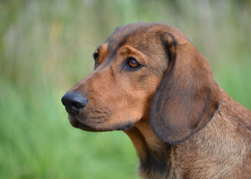 Alpine Dachsbracke