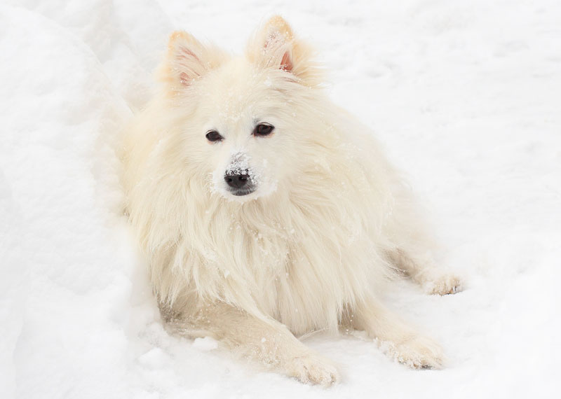 American Eskimo Dog