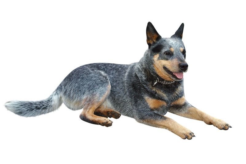 blue heeler hip problems