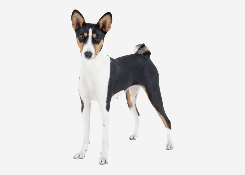 Basenji