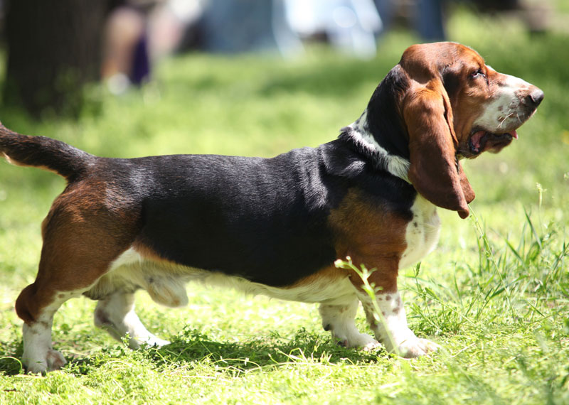 Basset Artésien Normand