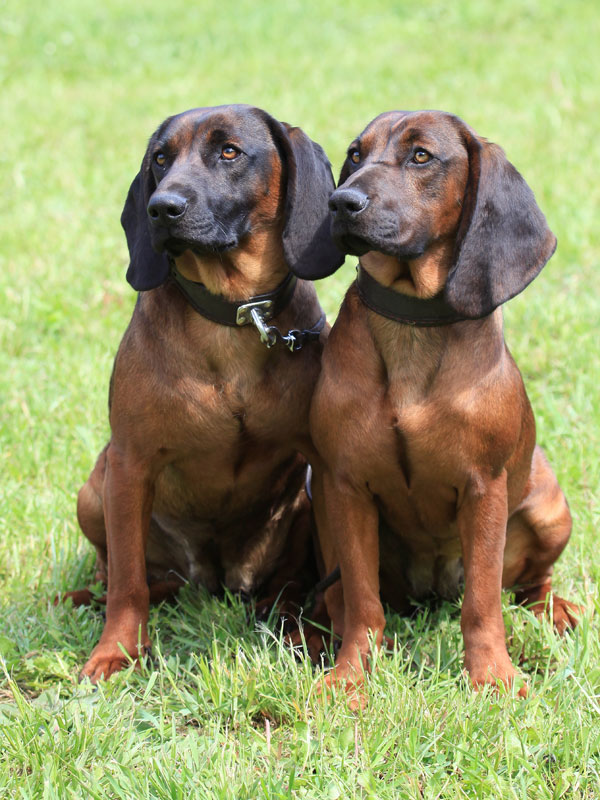 bavarian hunting hound