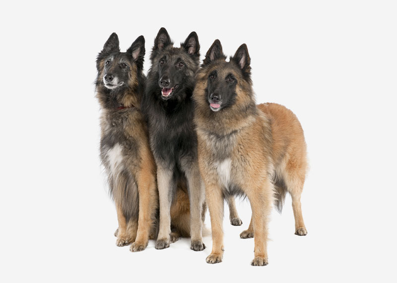 Belgian Shepherd (Tervuren)