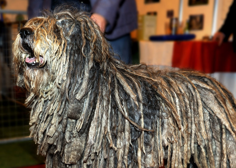 Bergamasco Shepherd