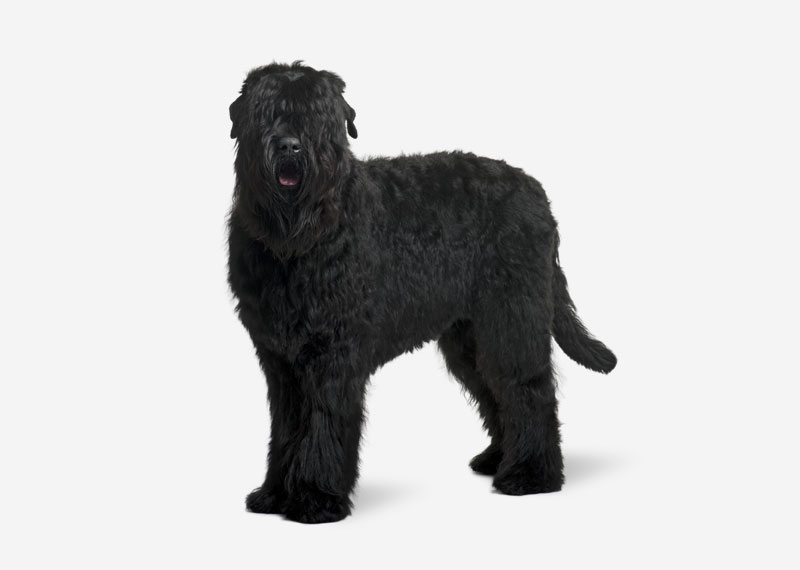 Black Russian Terrier