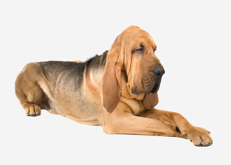 Bloodhound