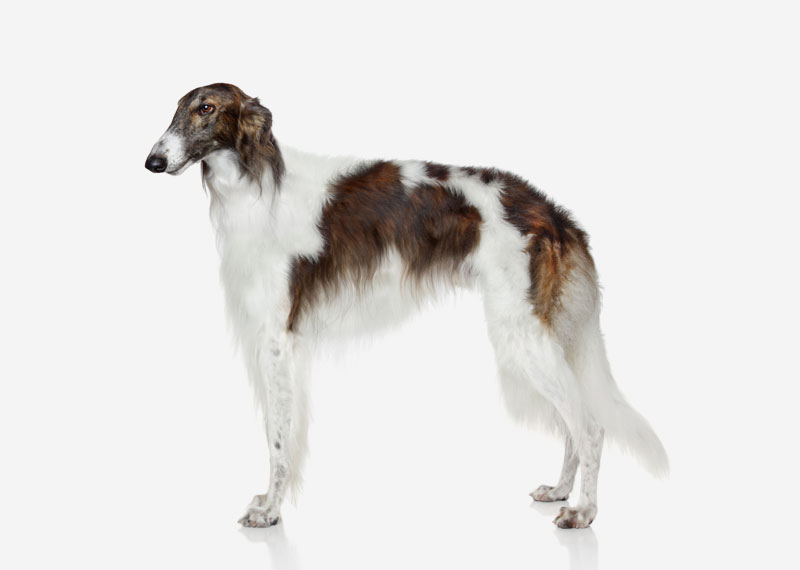 Borzoi