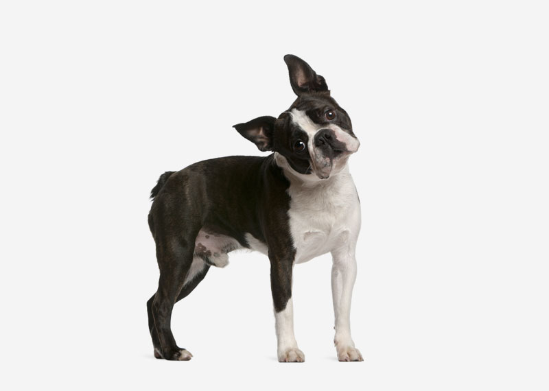 Boston Terrier