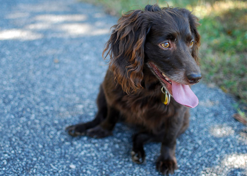 Boykin Spaniel