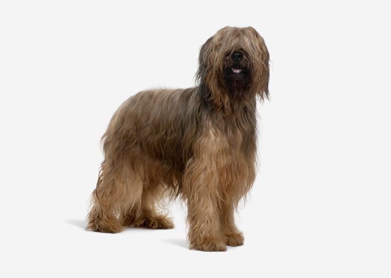 Briard