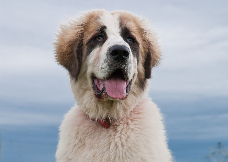 Bucovina Shepherd Dog