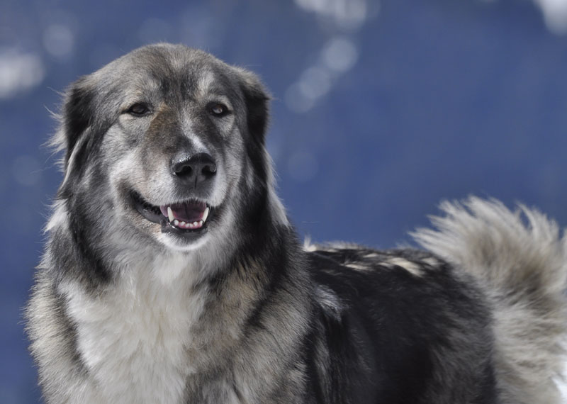 Carpathian Shepherd Dog