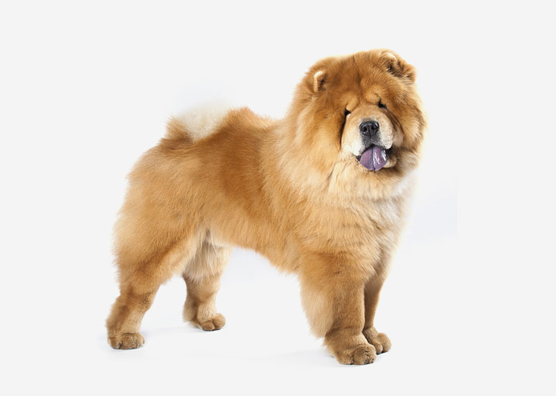 Chow Chow